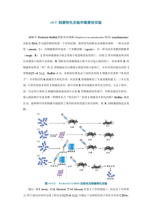 e6-5细菌转化实验和噬菌体实验