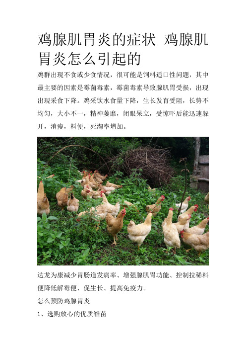 鸡腺肌胃炎的症状 鸡腺肌胃炎怎么引起的