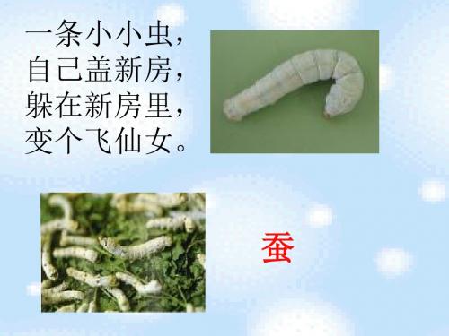 2017苏教版二年级下册2.蚕姑娘