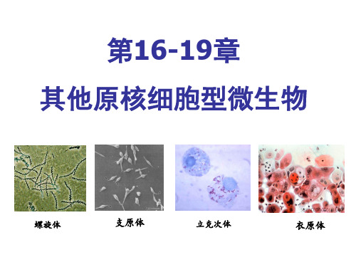 微生物课件第16-19章 支原体、衣原体、 立克次体、螺旋体