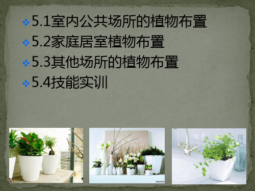室内植物装饰设计五