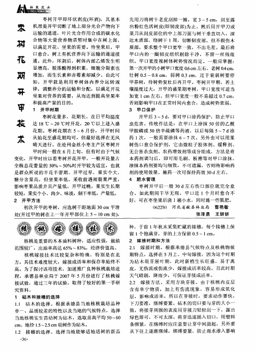 枣树花期开甲技术