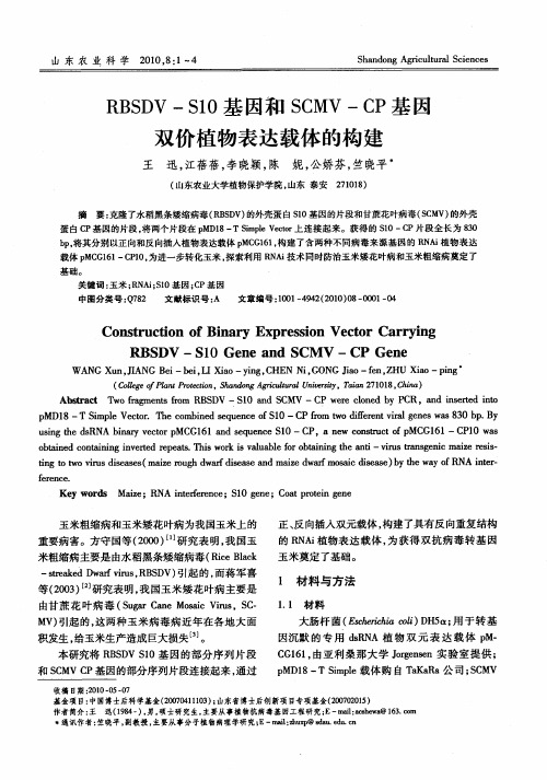 RBSDV-S10基因和SCMV-CP基因双价植物表达载体的构建