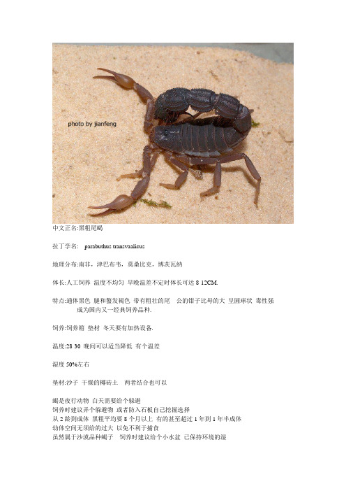 黑粗尾蝎子