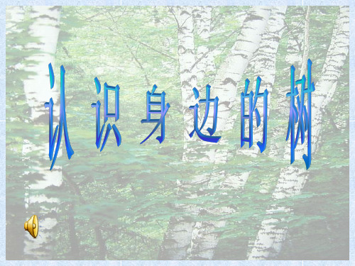 认识身边的树ppt_小学人美版美术课件[1]