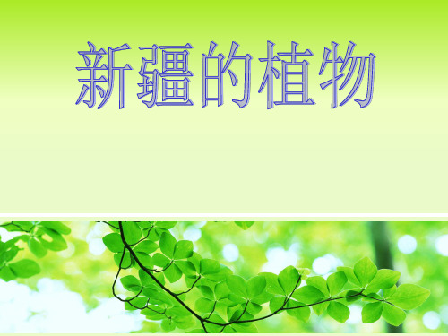 新疆植物
