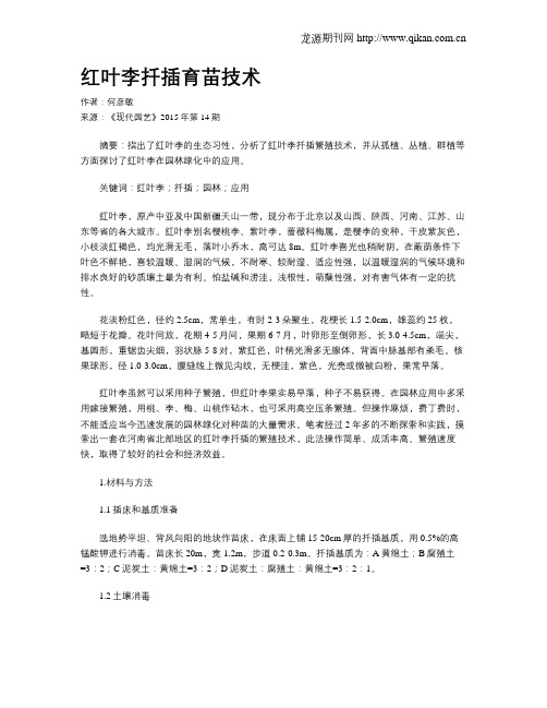 红叶李扦插育苗技术