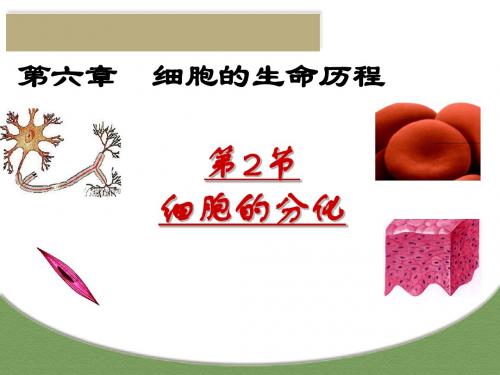 细胞的分化_课件
