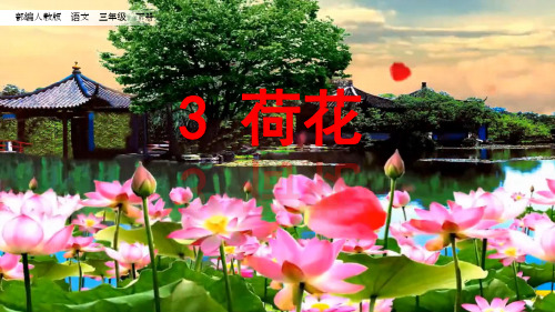 最新人教部编版三年级语文下册《荷花》教学课件