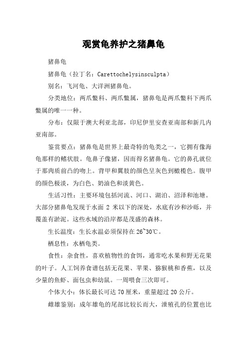 观赏龟养护之猪鼻龟