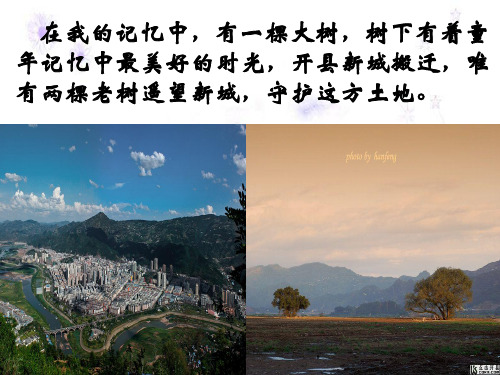 1646《那树》课件定