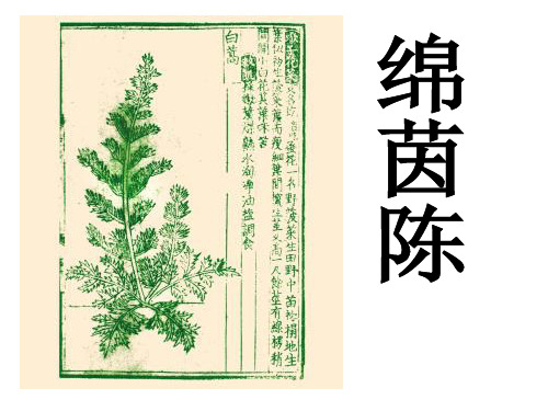 绵茵陈