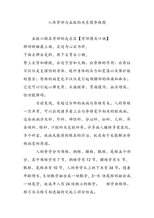 人体背部和五脏的关系图脊椎图