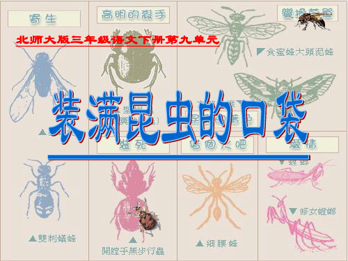9最新北师大版小学三年级语文下册精品ppt课件.3 装满昆虫的口袋 (1)