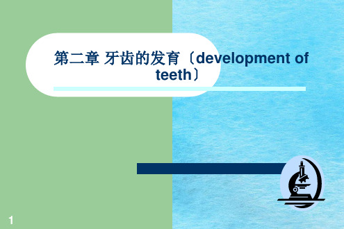 牙齿的发育过程 ppt课件