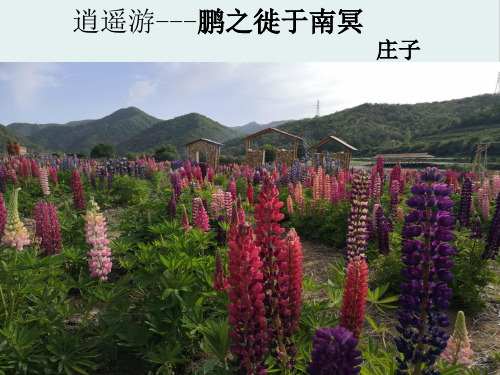 人教版选修《先秦诸子选读》第五单元《鹏之徙于南冥》课件 (29张PPT)