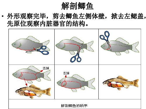 动物学教学课件：解剖鲫鱼