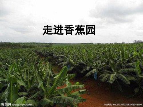神奇的水果---香蕉