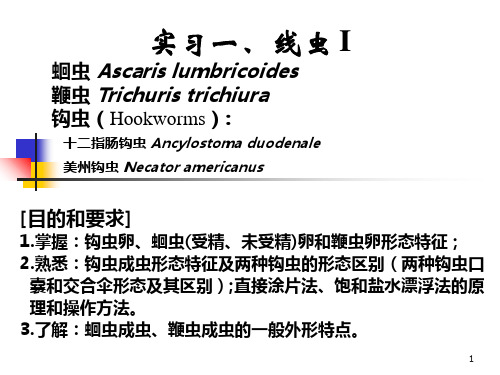 实习一线虫一LuPPT课件