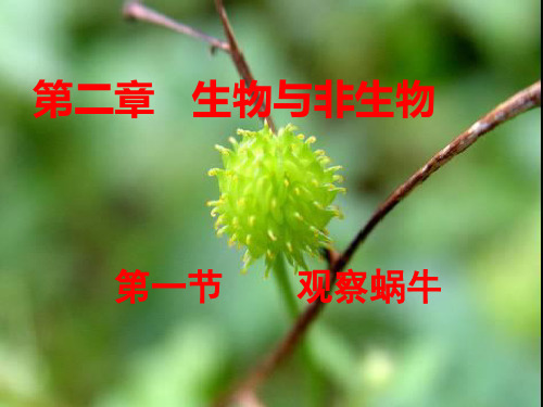 第1课时 观察蜗牛初中科学精品课件—
