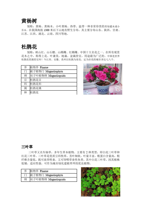学校实用植物名片