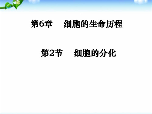 人教版生物必修1：62细胞的分化(共21张PPT)