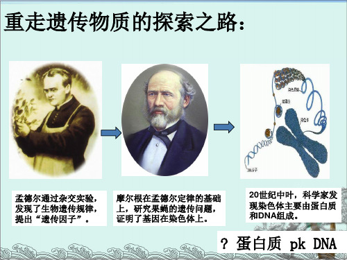 《DNA是主要的遗传物质》人教版高中生物精美课件1