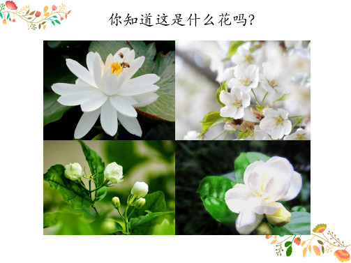 六年级上册音乐课件《茉莉花》 (共16张PPT)人音版