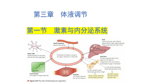 3.1激素与内分泌系统