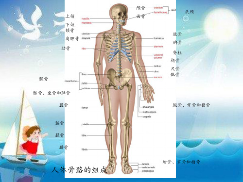 《人体骨骼系统》PPT课件