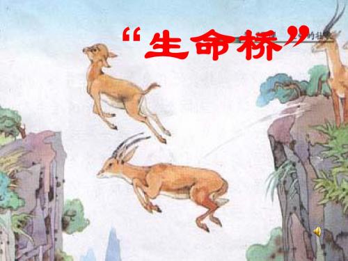 生命桥说课PPT
