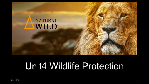人教必修二 Unit 4 WIldlife protection  课件