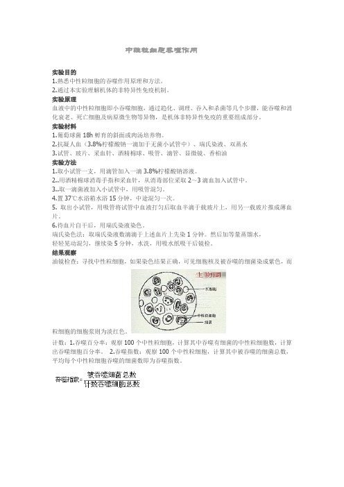 中性粒细胞吞噬作用