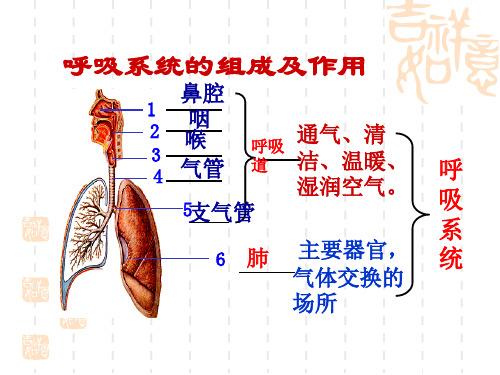 人教版七年级下册3.2《发生在肺内的气体交换》课件