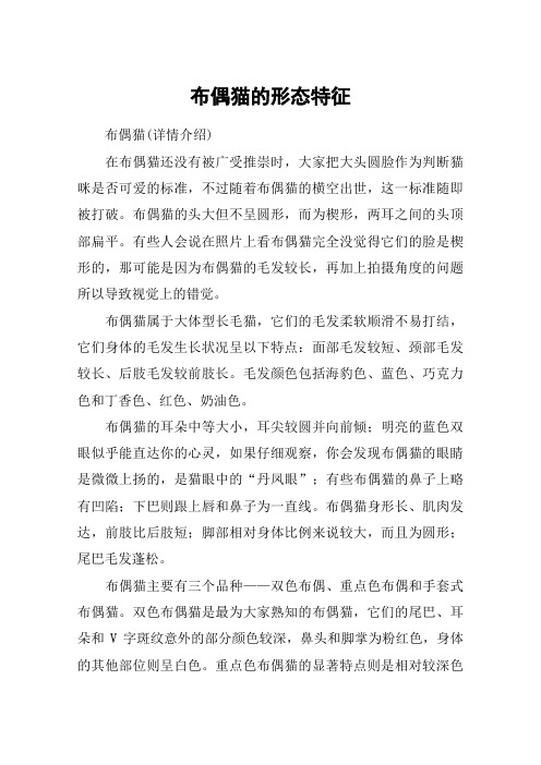 布偶猫的形态特征