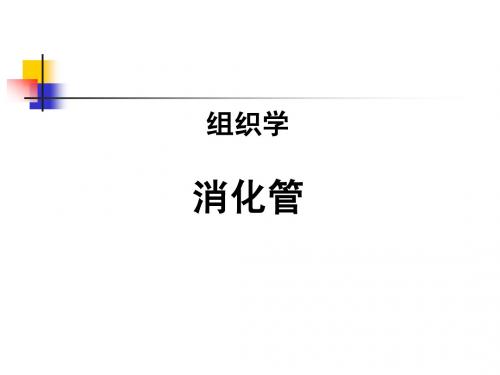 消化管