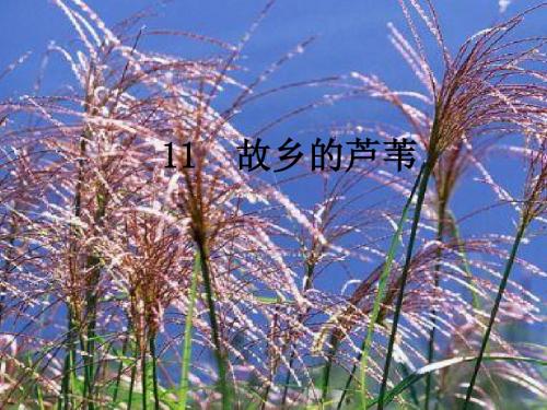 《故乡的芦苇》课件