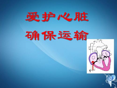 新八年级生物ppt课件 心脏课件3