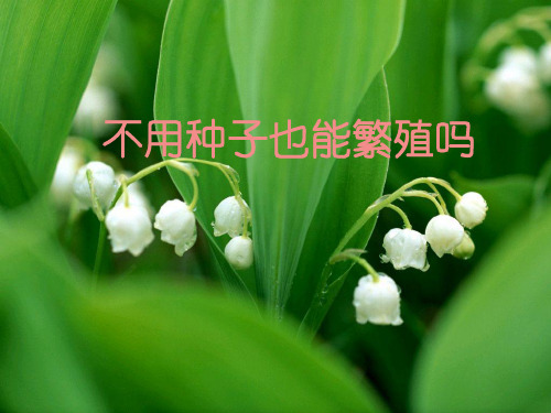 小学科学五年级下册《3.1.不用种子也能繁殖吗》PPT课件(2) 