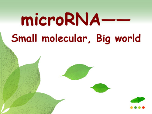 microRNA研究PPT课件