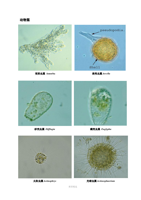 常见水生动植物图片及名称大全