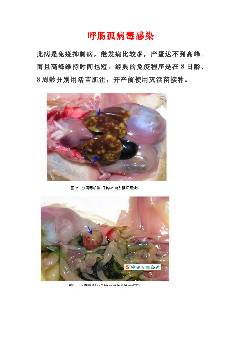 呼肠孤病毒感染