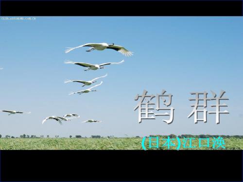 鹤群PPT34 语文版 (共24张PPT)