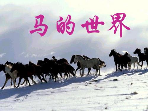 《马的世界》综合性学习