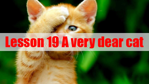新概念英语第三册 精品课件-Lesson 19 A very dear cat共75页可编辑