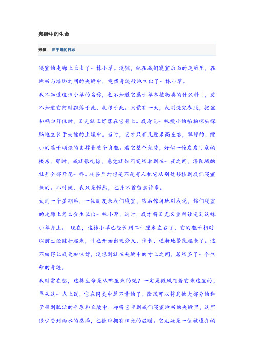 夹缝中的生命