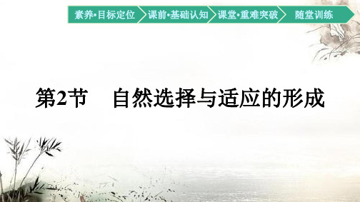 新教材2020-2021学年生物人教版必修2同步课件：第6章 第2节 自然选择与适应的形成 