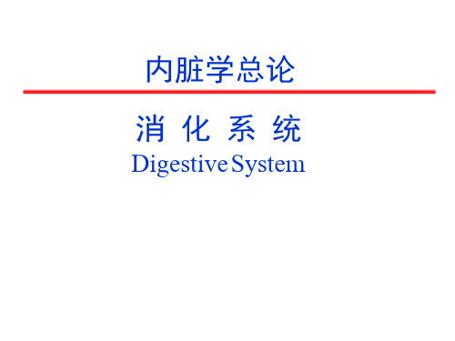 系统解剖学内脏总论及消化系统