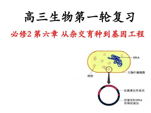 课件 11.基因工程及其应用 (共17张PPT)
