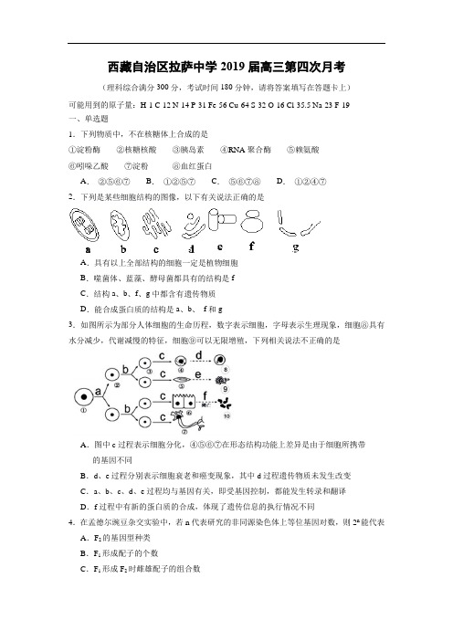 【生物】西藏自治区拉萨中学2019届高三第四次月考